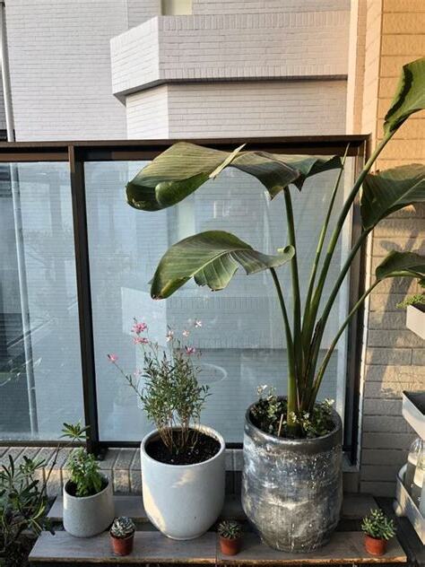 西曬陽台 植物